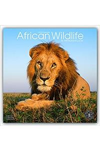 African Wildlife