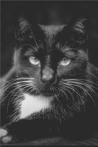 Black Cat Garden Journal