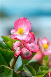 Ice Begonia Blooming Journal