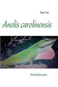 Anolis carolinensis