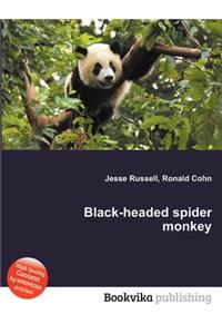 Black-Headed Spider Monkey