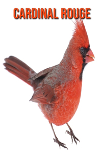 Cardinal Rouge
