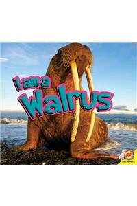 I Am a Walrus