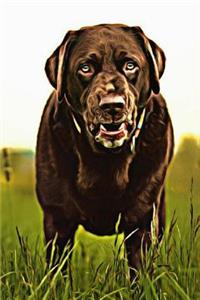 Chocolate Lab