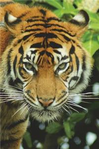 The Sumatran Tiger Journal