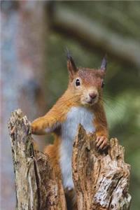 Say Hello to the Red Squirrel Journal: 150 Page Lined Notebook/Diary