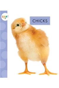 Chicks