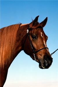 2020 Weekly Planner Horse Photo Equine Arabian Show Horse 134 Pages