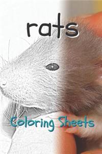 Rat Coloring Sheets