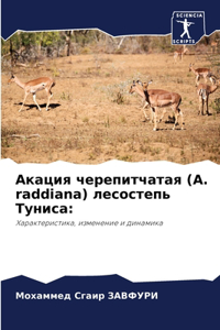 Акация черепитчатая (A. raddiana) лесостепь Туниса