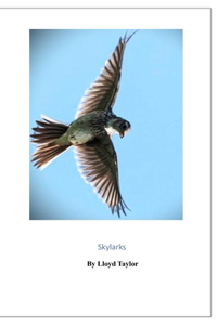 Skylarks