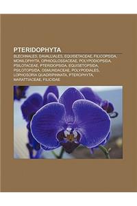 Pteridophyta