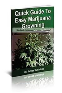 Quick Guide Easy to Marijuana Growing