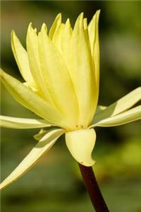 Water Lily Nuphar Lutea in Germany