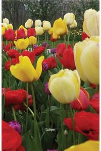 Tulips