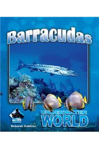 Barracuda