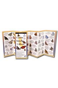 Common Butterflies of California