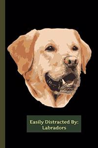 EASILY Distracted By Labradors