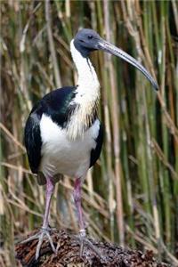 Ibis Just Hanging Out Journal