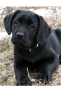 Black Labrador Puppy Calendar Notebook