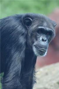 Chimpanzee on Alert Great Ape Animal Journal