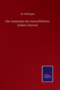 Die Anatomie der menschlichen Gehirn-Nerven
