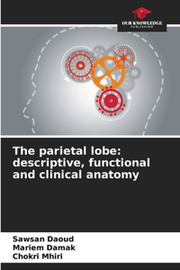 parietal lobe