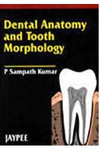 Dental Anatomy and Tooth Morphology