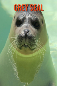 Grey Seal