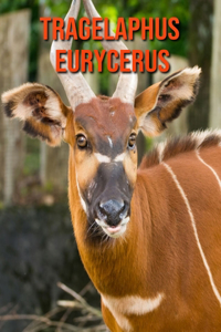 Tragelaphus eurycerus