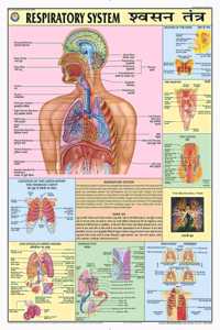 Teachingnest | Respiratory System Chart 70X100 Cm | English & Hindi Combined | Human Physiology Chart | Laminated | Wall Sticking