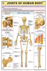 Teachingnest | Joints Of Human Body Chart 70X100 Cm | English | Human Physiology Chart | Synthetic | Wall Sticking