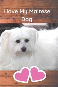 I Love My Maltese Dog