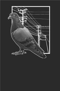 Pigeon With Electric Wire