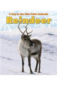 Reindeer