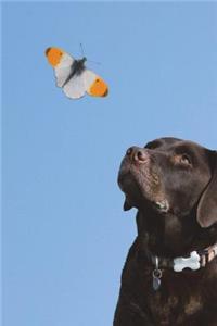 The Brown Labrador Retriever Journal