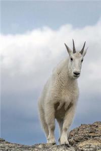 Mountain Goat in the Wild Animal Journal
