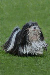 Puli
