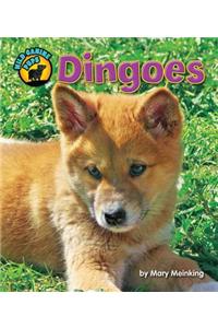 Dingoes