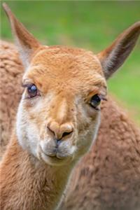 Curious Vicuna Journal