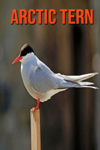 Arctic Tern: Amazing Facts about Arctic Tern