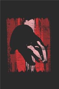 Badger Wild Animal