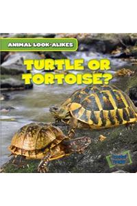 Turtle or Tortoise?