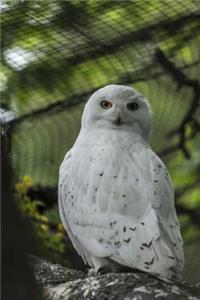 Beautiful Snowy Owl Journal