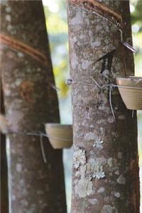 Tapped Rubber Trees at Plantation Journal