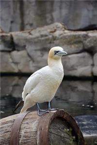 Northern Gannet Bird Journal