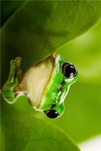 Green Tree Frog Peaking Out Between Leaves