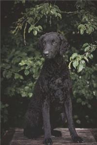 Curly-Coated Retriever