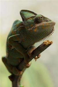 Say Hello to the Yemen Chameleon Journal