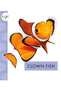 Clown Fish